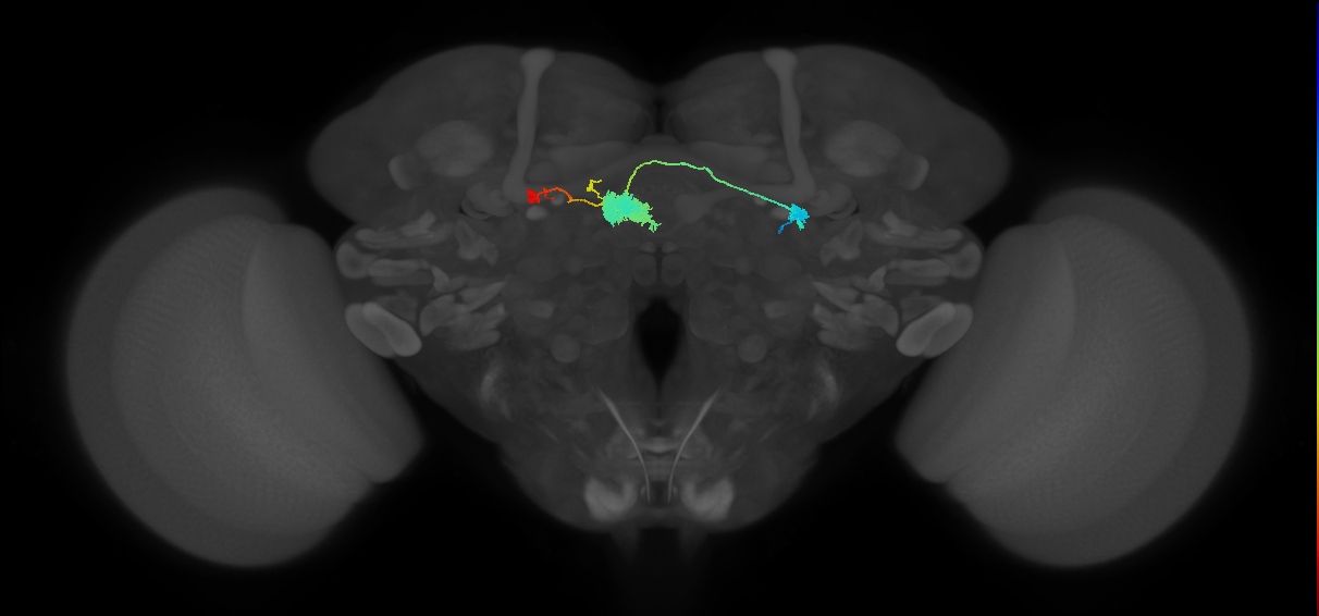 EL(EQ5)_L (FlyEM-HB:1066088381)