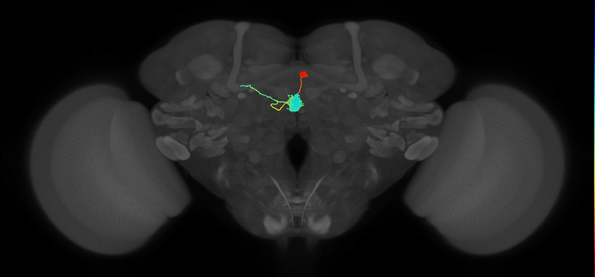 EL(EQ5)_R (FlyEM-HB:1292882359)