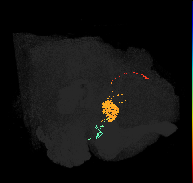 EL(EQ5)_L (FlyEM-HB:912596952)