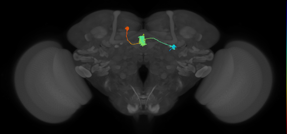 EL(EQ5)_L (FlyEM-HB:912596952)