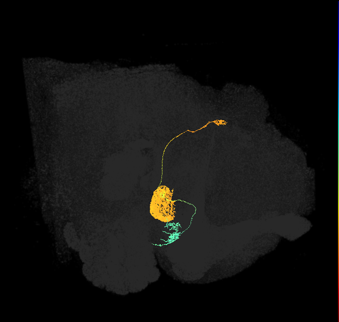 EL(EQ5)_L (FlyEM-HB:1005308608)