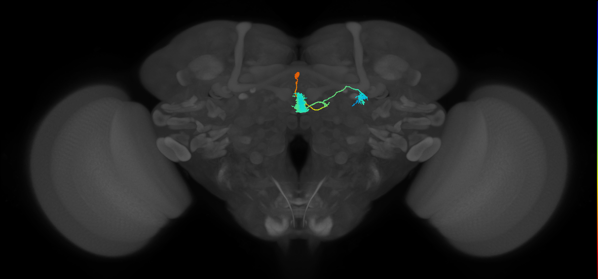 EL(EQ5)_L (FlyEM-HB:1005308608)