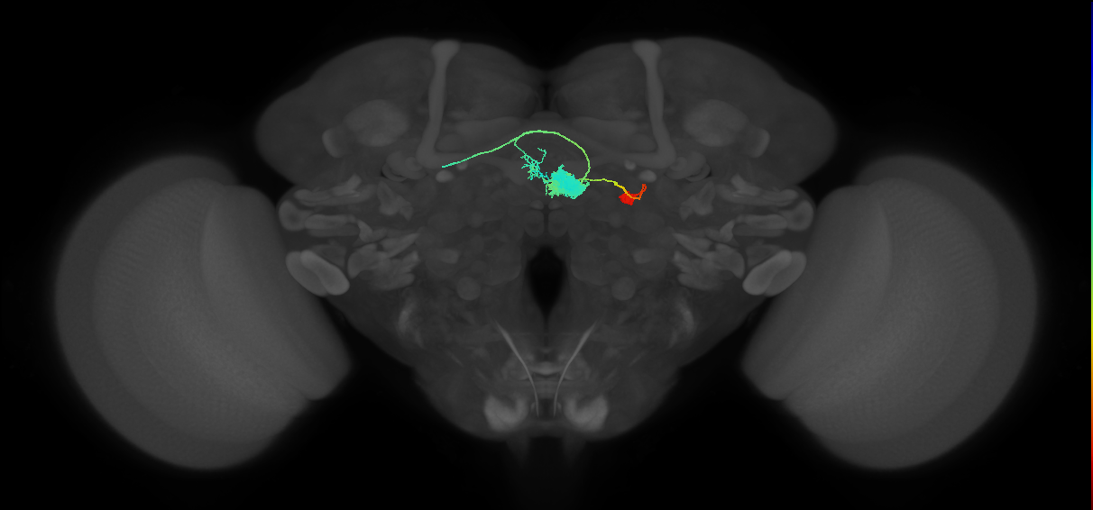 EL(EQ5)_R (FlyEM-HB:1167965225)
