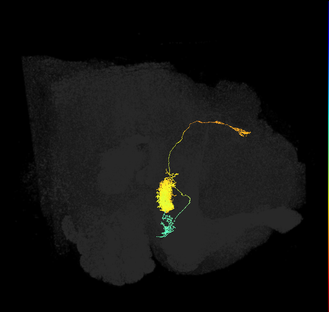 adult ellipsoid body-dorsal gall surround neuron