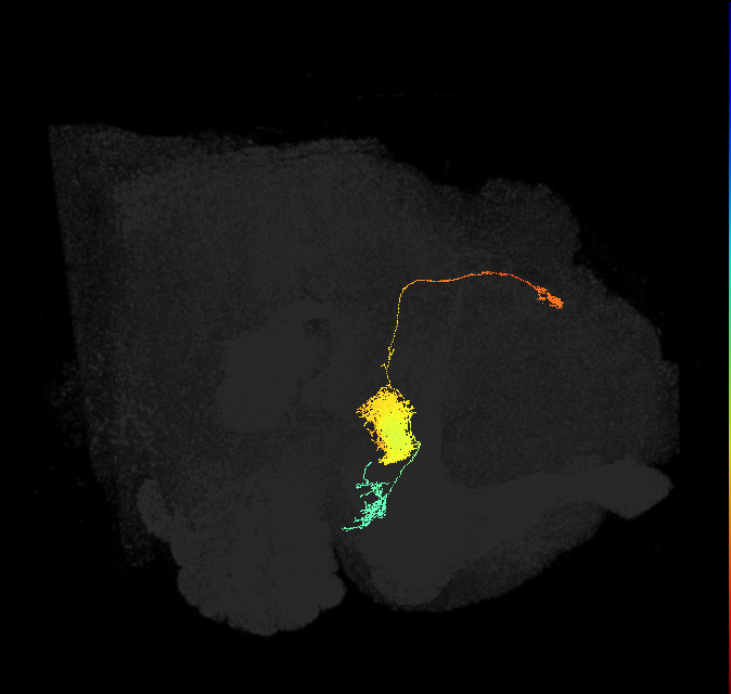 EL(EQ5)_L (FlyEM-HB:696682163)