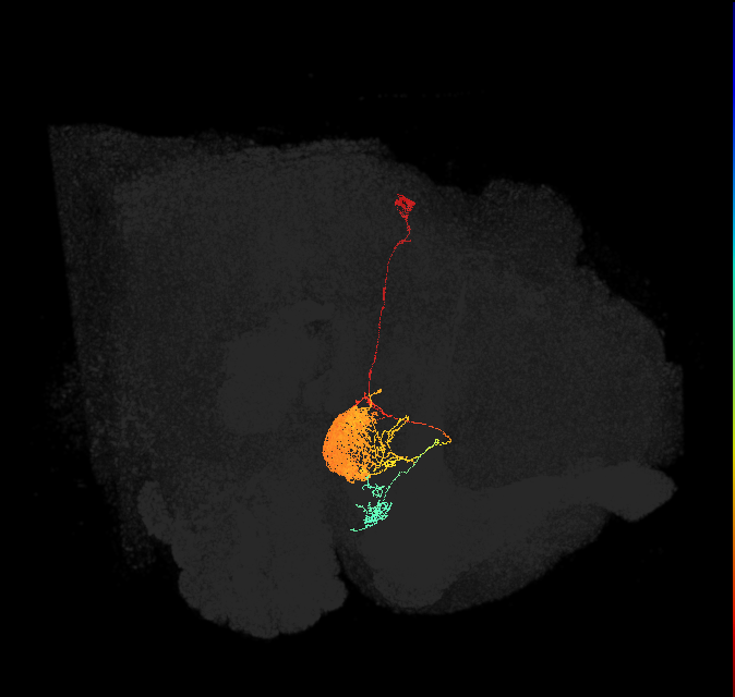 EL(EQ5)_L (FlyEM-HB:1168340507)