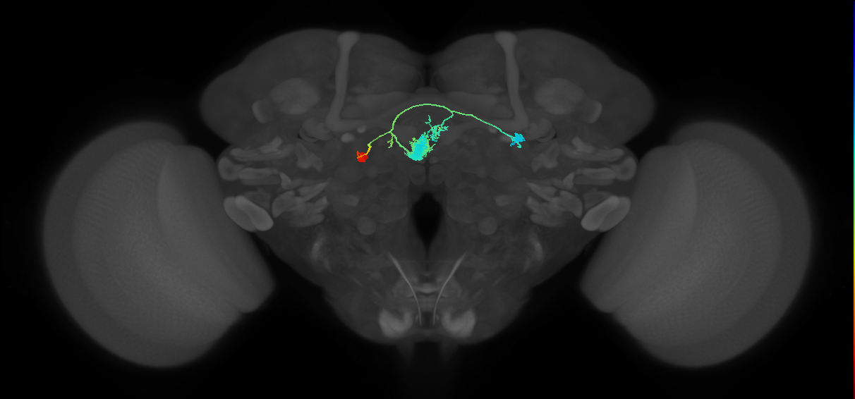 EL(EQ5)_L (FlyEM-HB:1168340507)