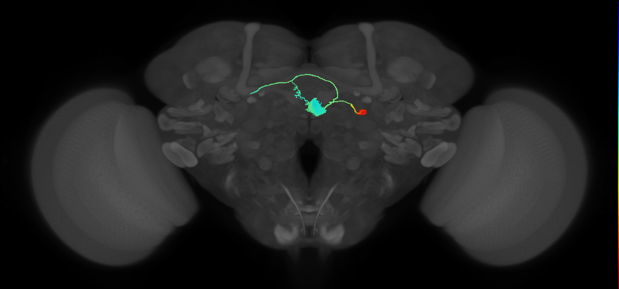 EL(EQ5)_R (FlyEM-HB:1447253749)