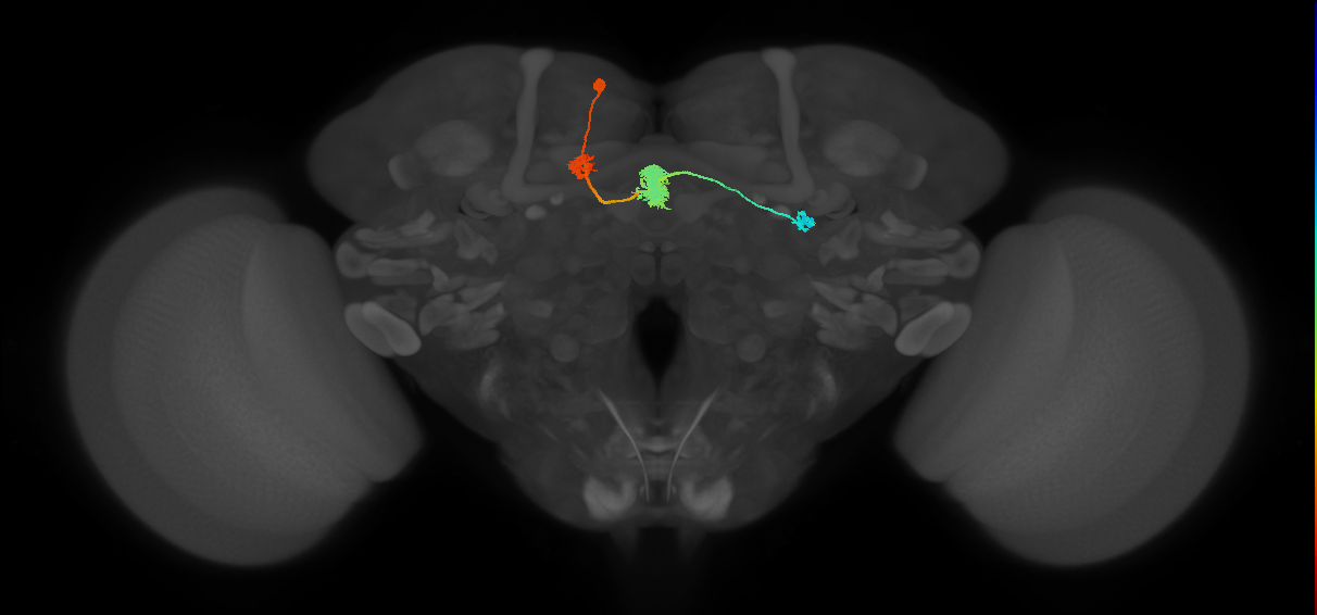 EPG(PB08)_L5 (FlyEM-HB:819828986)