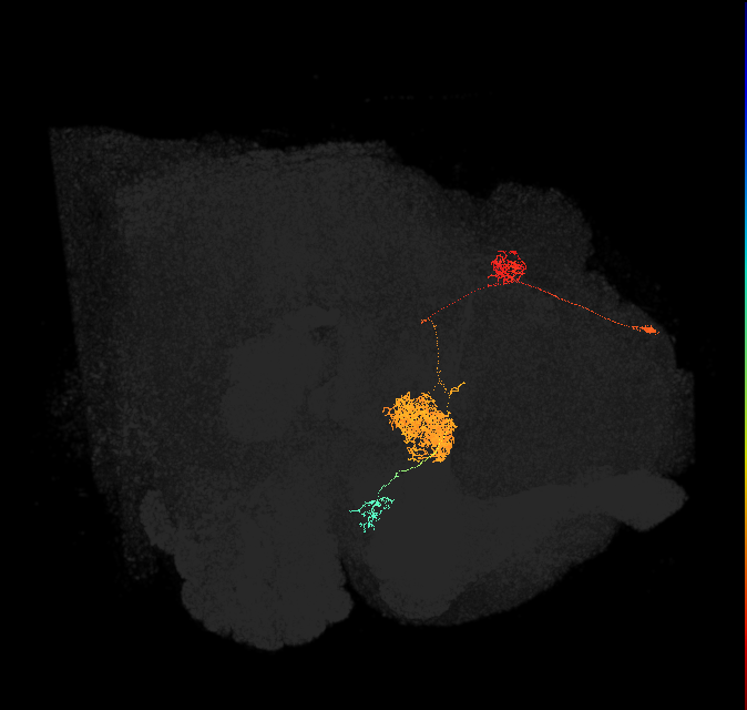 EPG(PB08)_L5 (FlyEM-HB:696362840)