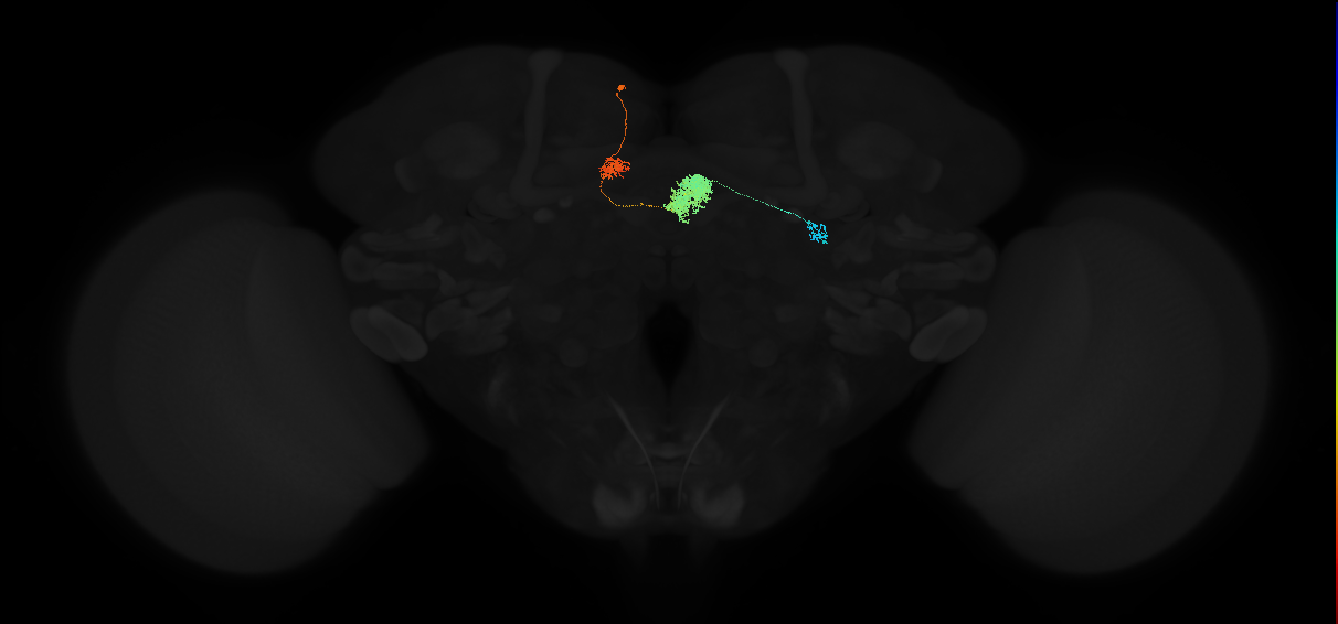 adult ellipsoid body-protocerebral bridge 1 glomerulus-dorsal/ventral gall neuron