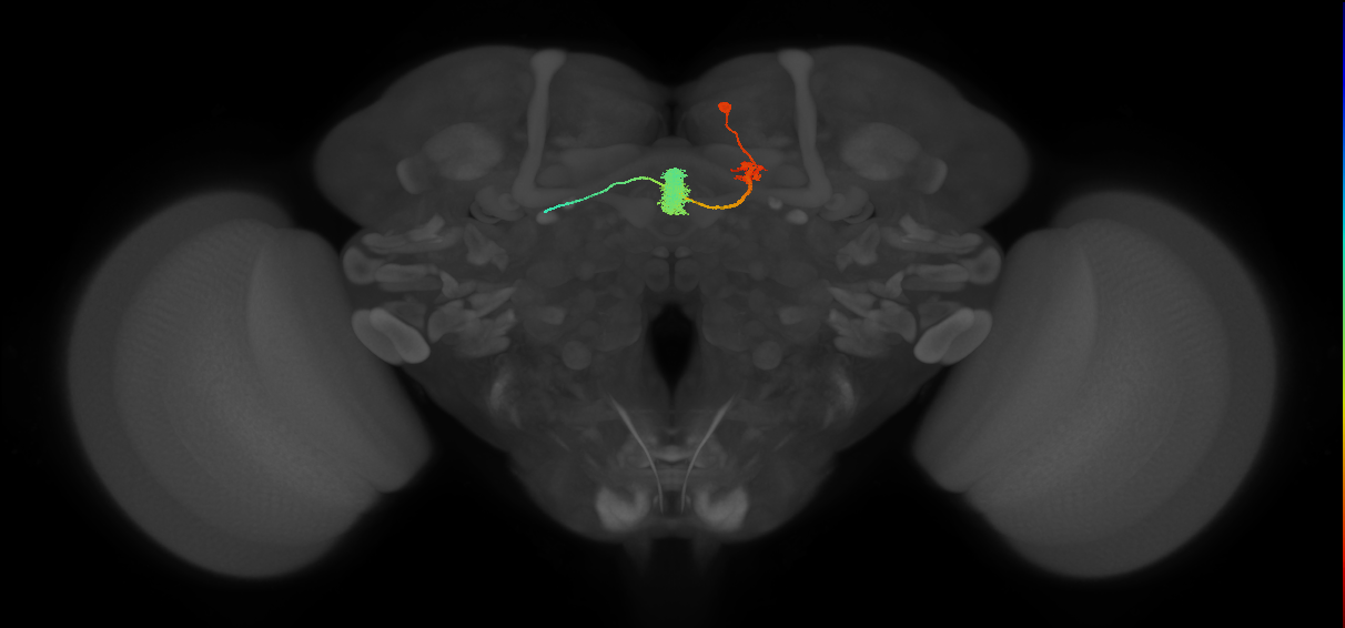 EPG(PB08)_R5 (FlyEM-HB:5813027103)