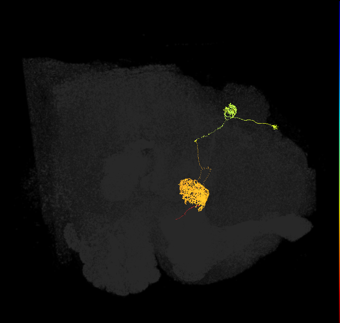 EPG(PB08)_R5 (FlyEM-HB:725951521)