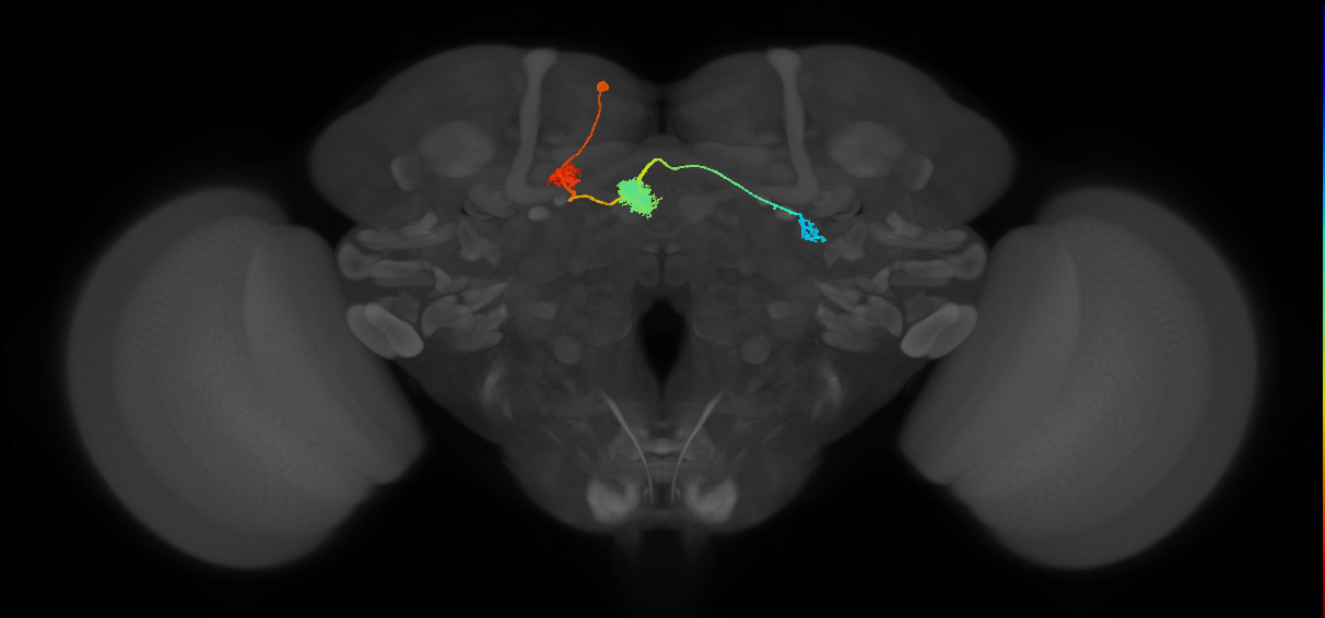 EPG(PB08)_L6 (FlyEM-HB:541870397)