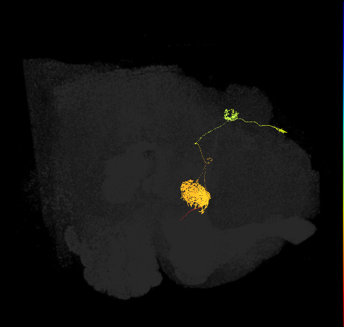EPG(PB08)_R5 (FlyEM-HB:694920753)
