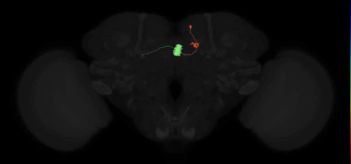 adult ellipsoid body-protocerebral bridge glomerulus 5-dorsal gall neuron