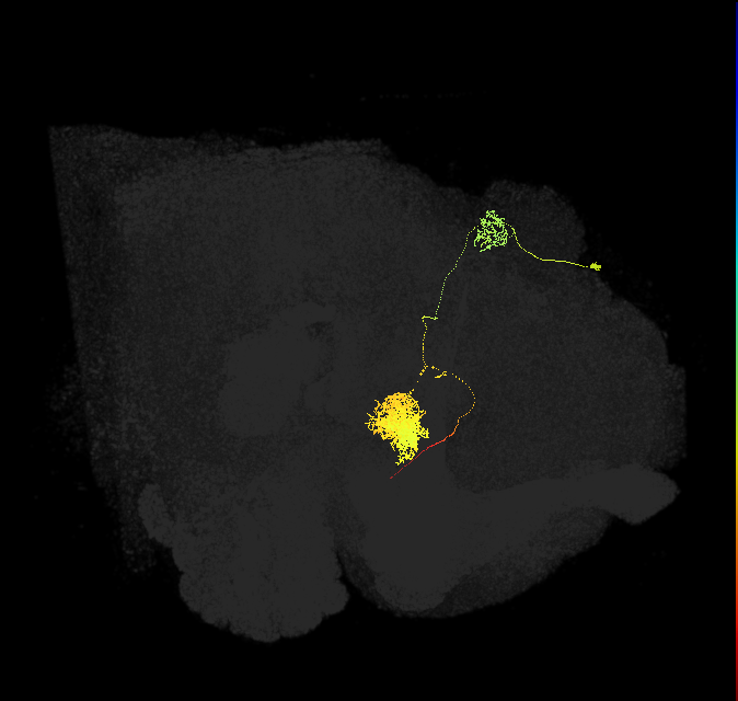 EPG(PB08)_R6 (FlyEM-HB:910438331)
