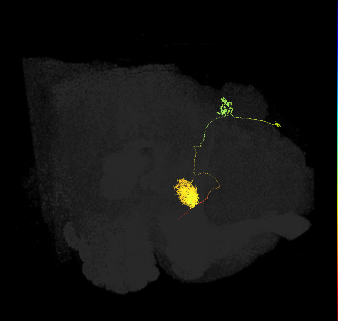 EPG(PB08)_R6 (FlyEM-HB:941132434)