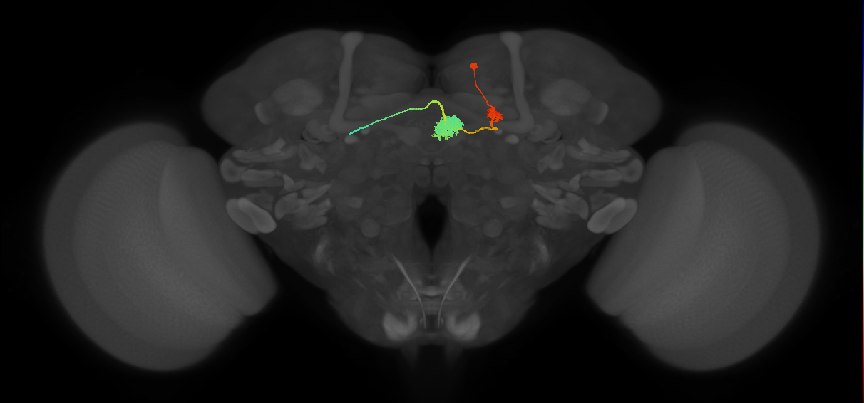 EPG(PB08)_R6 (FlyEM-HB:941132434)