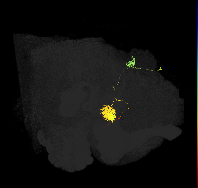 EPG(PB08)_R6 (FlyEM-HB:942491983)