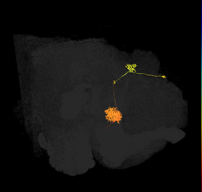 EPG(PB08)_R4 (FlyEM-HB:633546217)