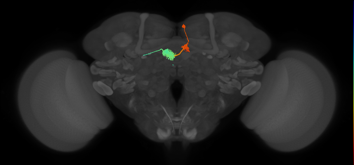 EPG(PB08)_R3 (FlyEM-HB:478375456)