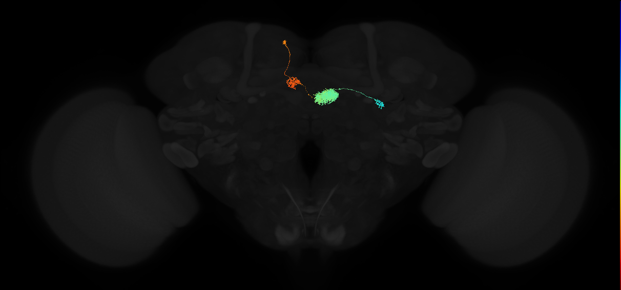 adult ellipsoid body-protocerebral bridge glomerulus 3-dorsal gall neuron