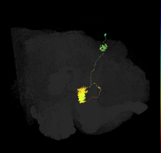 EPG(PB08)_R7 (FlyEM-HB:1002507159)