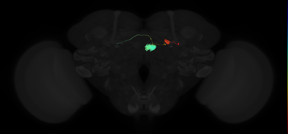 adult ellipsoid body-protocerebral bridge glomerulus 7-dorsal gall neuron