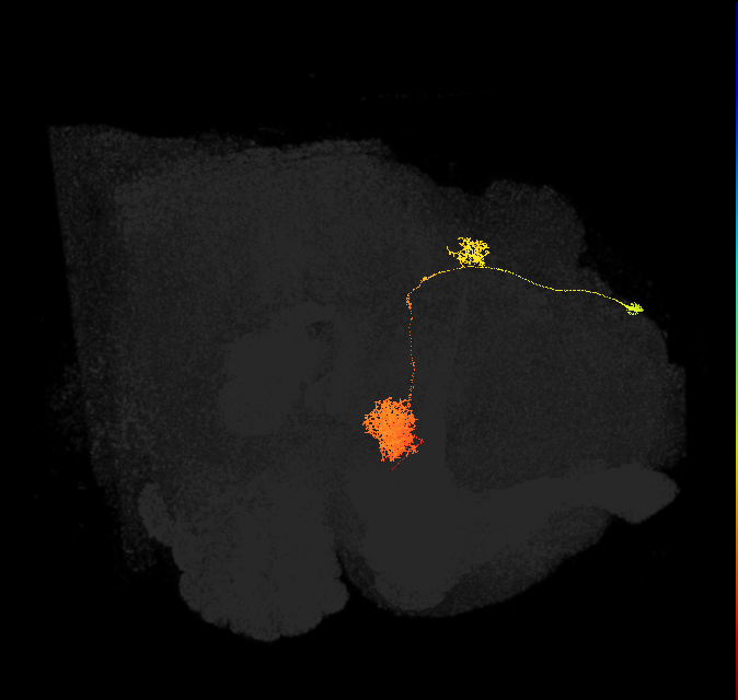 EPG(PB08)_R3 (FlyEM-HB:541118908)