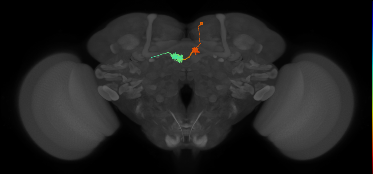 EPG(PB08)_R3 (FlyEM-HB:541118908)