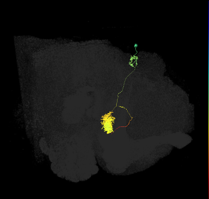 EPG(PB08)_R7 (FlyEM-HB:1034219901)