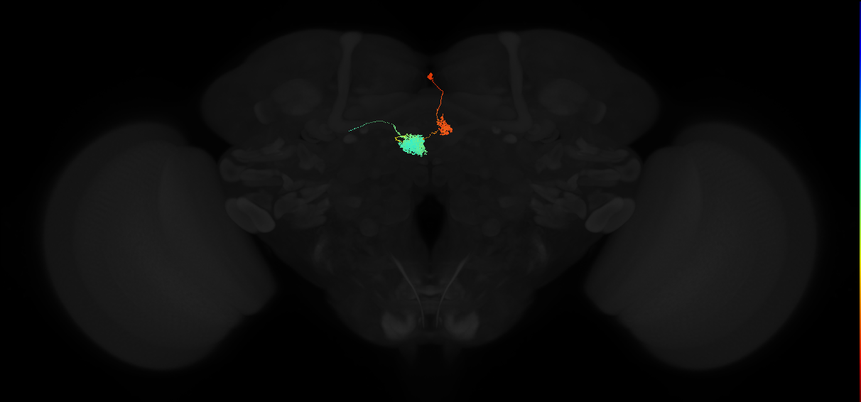 adult ellipsoid body-protocerebral bridge glomerulus 2-ventral gall neuron