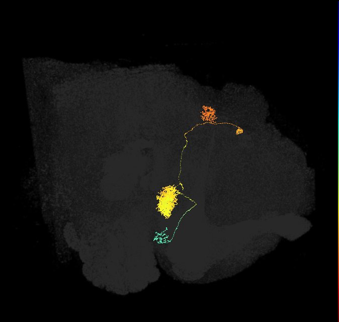 EPG(PB08)_L2 (FlyEM-HB:912545106)