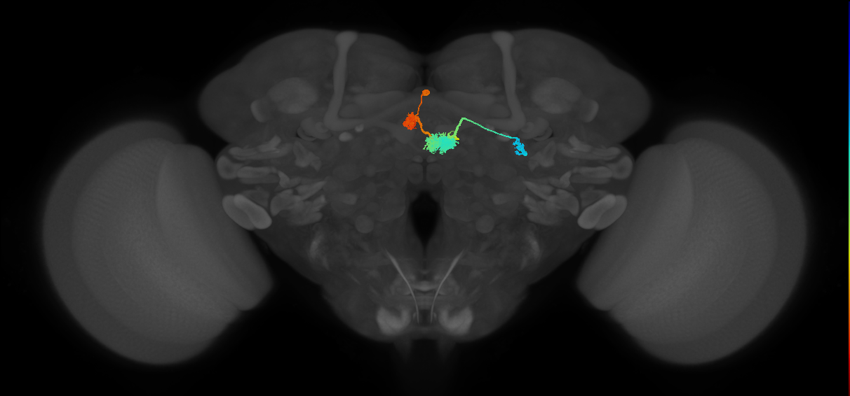 EPG(PB08)_L2 (FlyEM-HB:912545106)