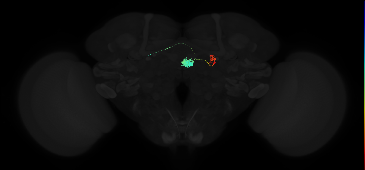 adult ellipsoid body-protocerebral bridge glomerulus 8-ventral gall neuron