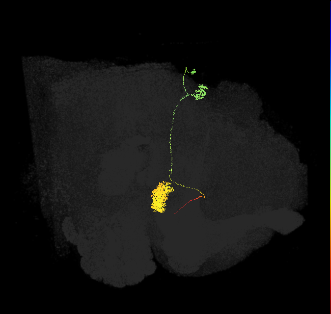 EPG(PB08)_R8 (FlyEM-HB:1126647624)