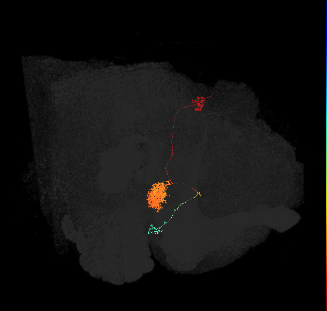 EPG(PB08)_L8 (FlyEM-HB:1065410141)