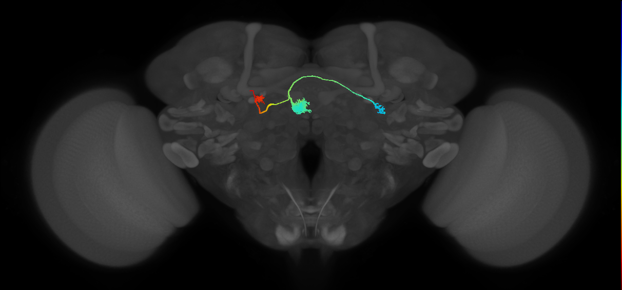 EPG(PB08)_L8 (FlyEM-HB:1065410141)