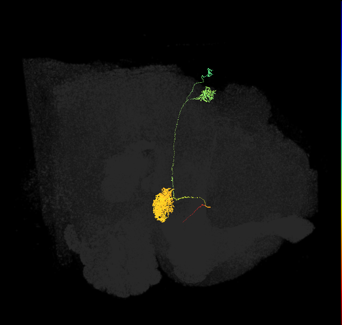 EPG(PB08)_R8 (FlyEM-HB:5813040233)