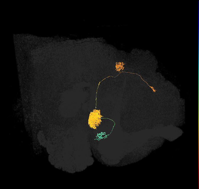 EPG(PB08)_L1 (FlyEM-HB:1447576662)