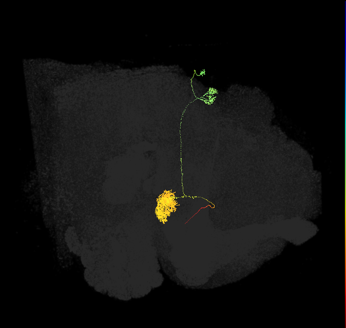 EPG(PB08)_R8 (FlyEM-HB:1125964814)