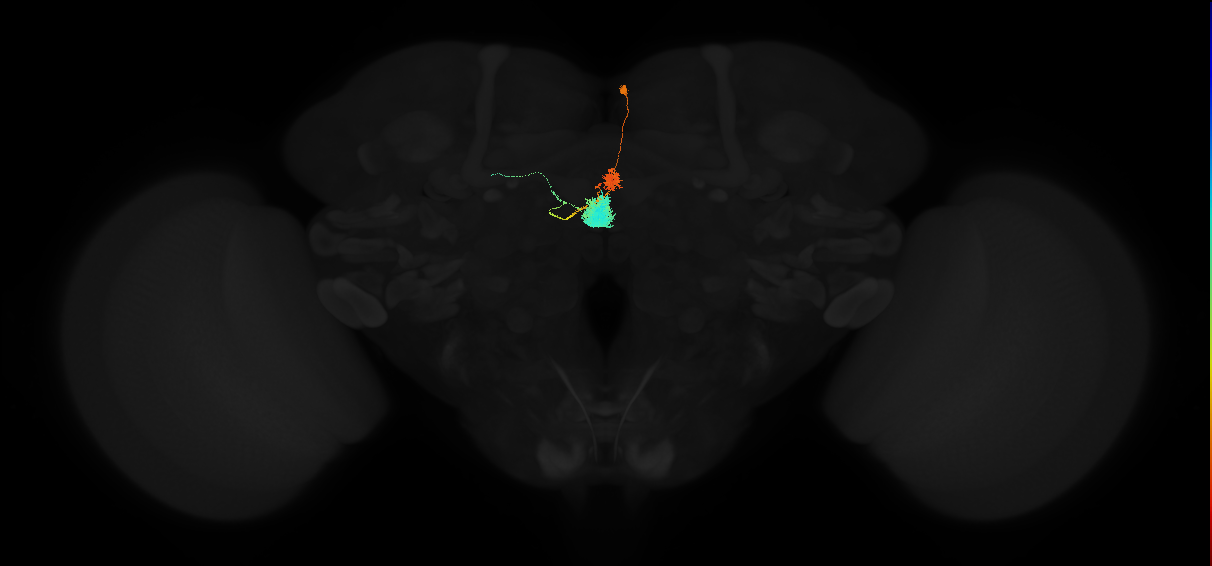 adult ellipsoid body-protocerebral bridge glomerulus 1-dorsal gall neuron