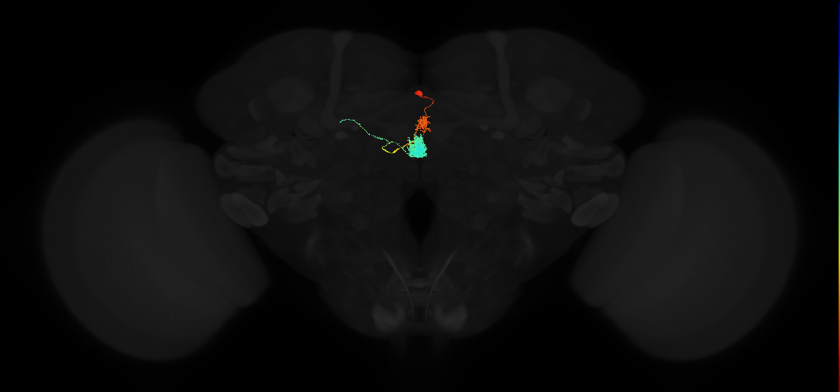 adult ellipsoid body-protocerebral bridge glomerulus 1-dorsal gall neuron