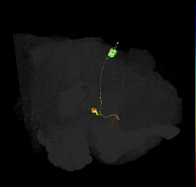 EPGt(PB09)_R9 (FlyEM-HB:1219069439)