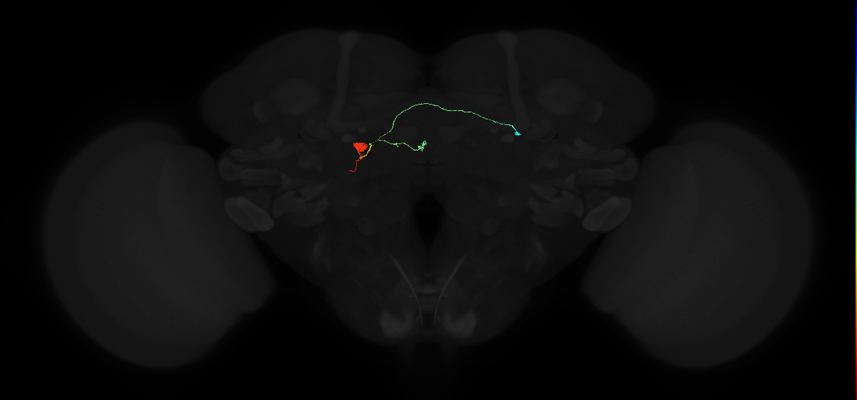 adult ellipsoid body-protocerebral bridge-gall neuron