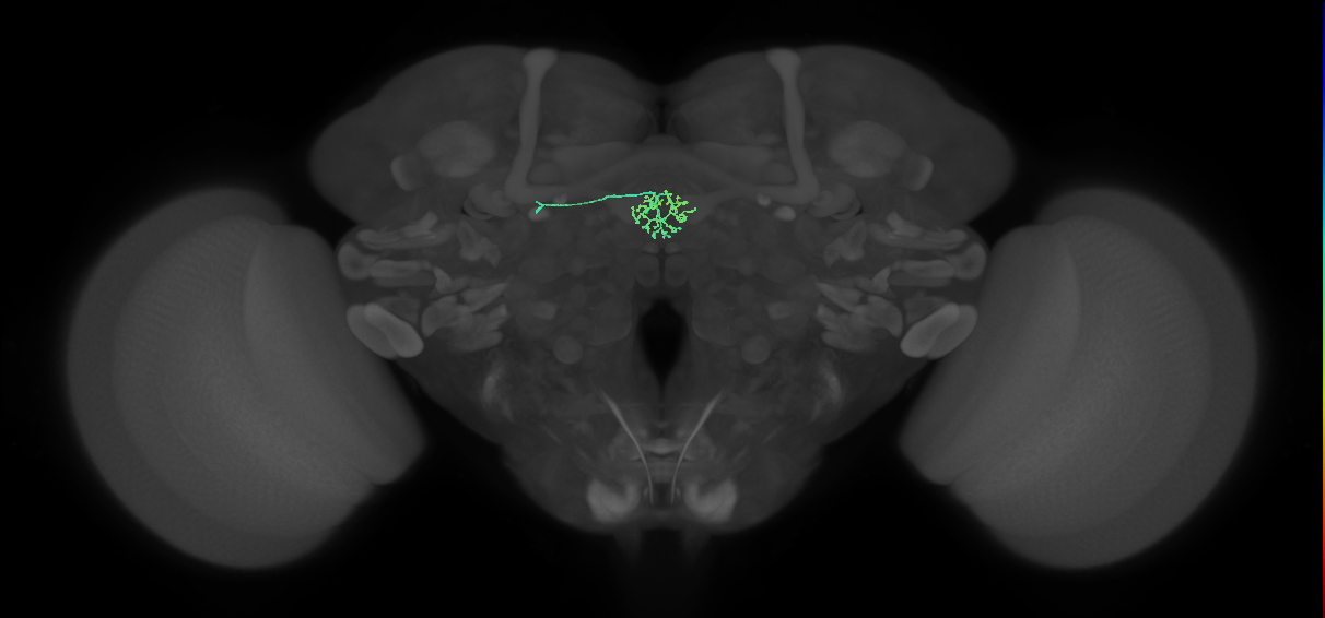 ER1_a(ring)_L (FlyEM-HB:1322133296)