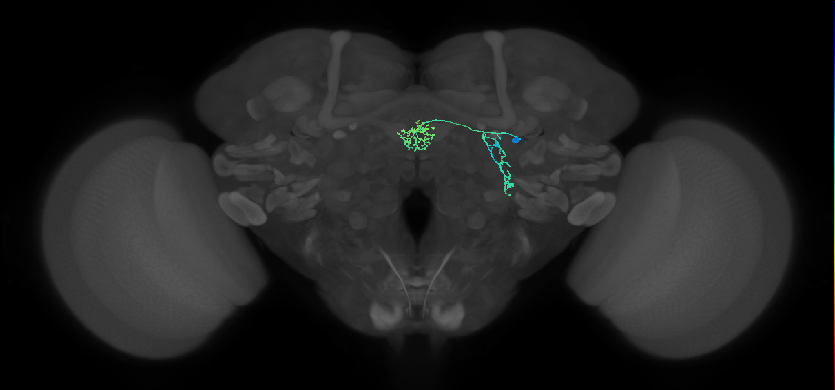 ER1_a(ring)_R (FlyEM-HB:1322129781)