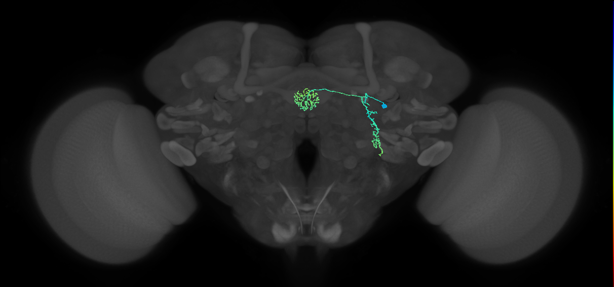 ER1_a(ring)_R (FlyEM-HB:1322133858)