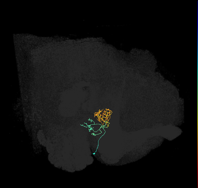ER1_a(ring)_R (FlyEM-HB:1322470368)